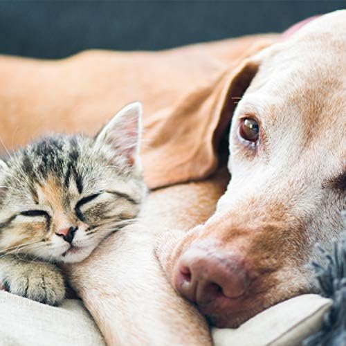 מיטת כלבים של Petmaker עם כיסוי נשלף-37x24 מיטת חיות מחמד-מיטת כלבים אורטופדית של ארגז ביצה בגודל 4 אינץ '.