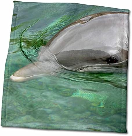 3DROSE מקסיקו, קריביים. דיוקן דולפין בקבוקון נפוץ - מגבות