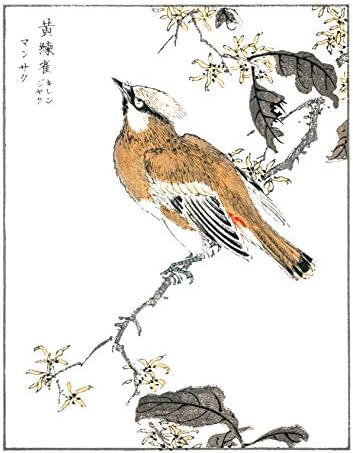 הדפסים הבוטניים היפניים של אינק. / סגנון מינימליסטי יפני / פרחים וציפורים / סט של 6 8 על 10 לא ממוסגר