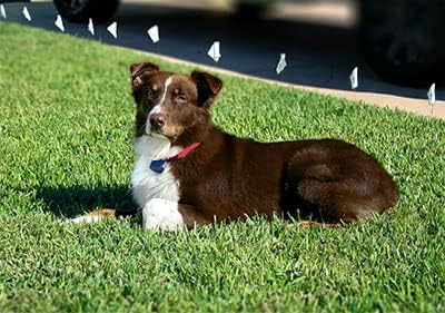 גדר כלבים חשמלית תת קרקעית פרימיום - מערכת גדר כלבים סטנדרטית להתקנה קלה ואורך חיים מעולה והמשך בטיחות חיות מחמד