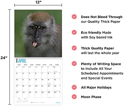 2022 לוח השנה של קופי קופים לפי יום ברייט, 12 x 12 אינץ ', אוסף חיות בר חמוד של פרימיאפ