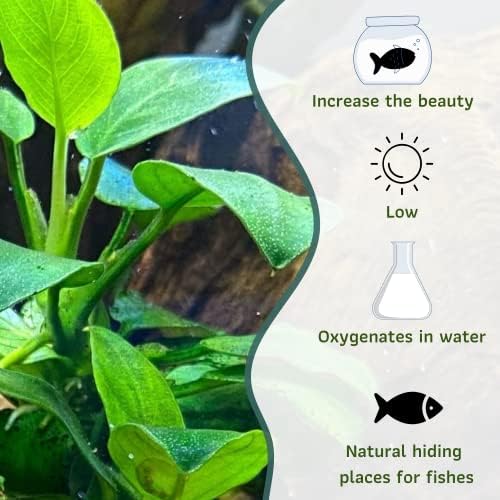 מיינאם אנוביאס ננה טרופי מים מתוקים חי אקווריום צמח קישוטים
