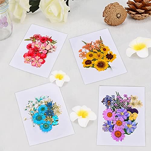 6 צבעים פרחים לחוצים מיובשים עלים צבעוניים עם פינצטה, פרחים יבשים אמיתיים לתבניות שרף גרוטאות DIY סבון עיצוב תכשיטים