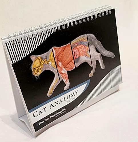 Anatomyposter חתול 24 * 36